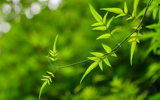 Green plant leaves bokeh blurry free wallpaper - medium preview image