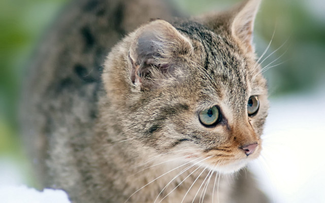 Serious cat blurry background blue #2 free wallpaper for desktop - medium preview image