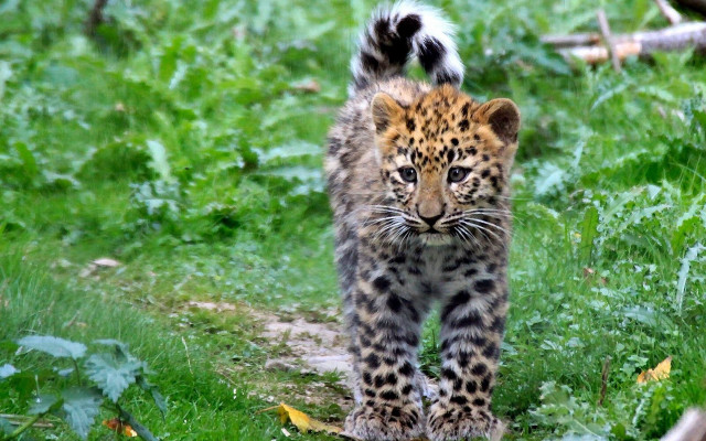 Leopard forest field bird bush free wallpaper - medium preview image