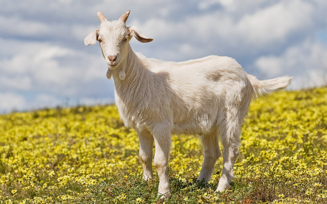 White goat yellow flowers cloudy free wallpaper - medium preview image