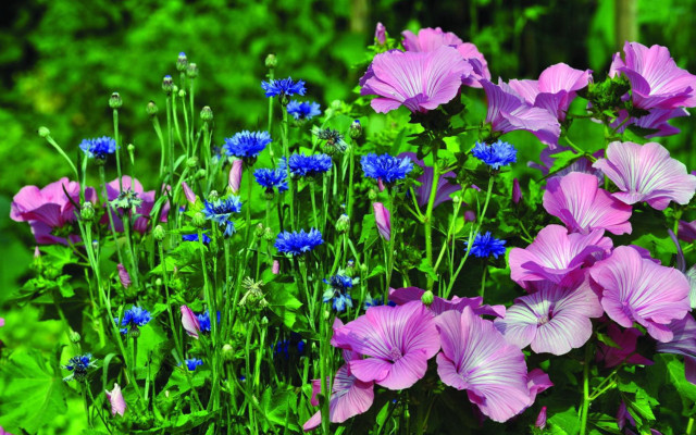 Purple flower garden blue background free wallpaper - medium preview image