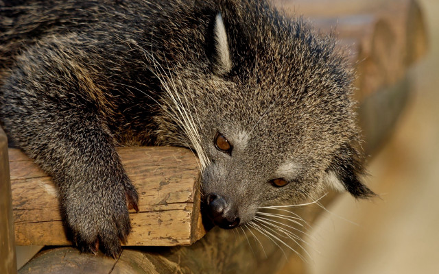 Raccoon wooden bench distant gaze free wallpaper - medium preview image