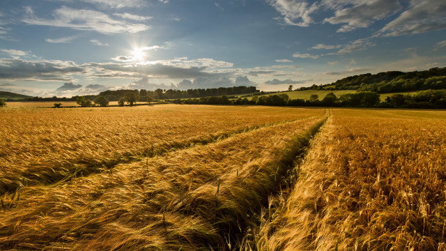 Wheat field sunset clouds cityscape free wallpaper - medium preview image