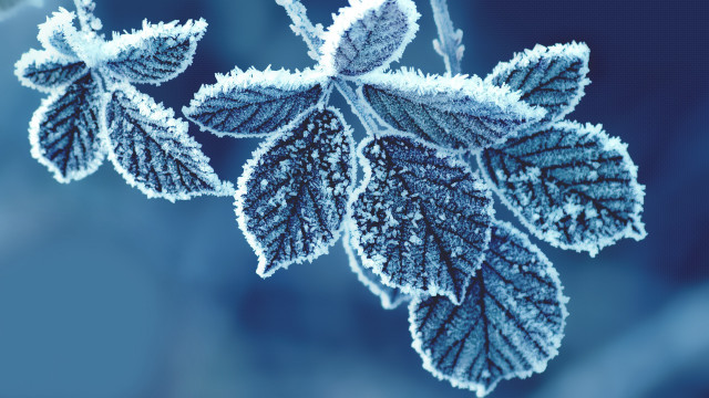 Frosted leaf blue background generative free wallpaper - medium preview image