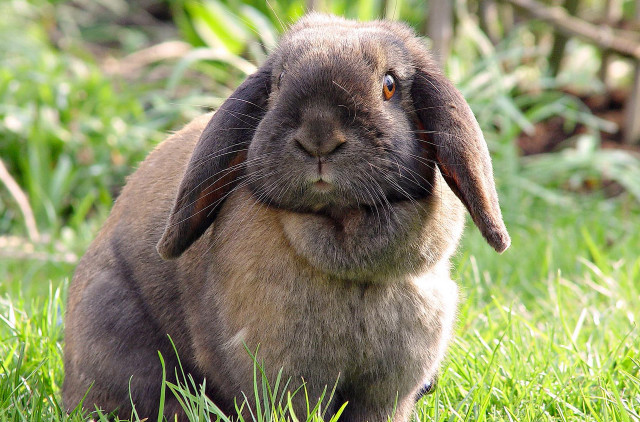 Sad rabbit grass outdoors blurry free wallpaper - medium preview image