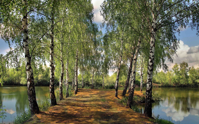 Lake path trees clouds sky free wallpaper - medium preview image