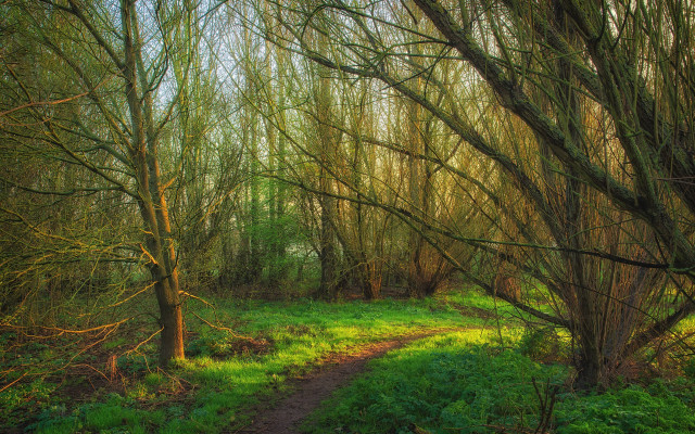 Forest path arts crafts tiltshift free wallpaper - medium preview image