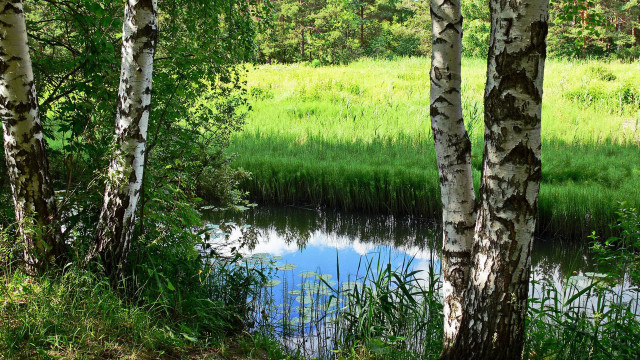 Pond trees grass forest sky free wallpaper - medium preview image