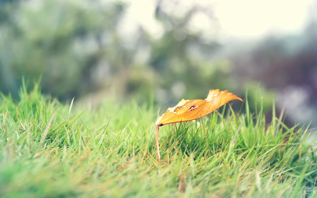 Leaf grass autumn nature blur free wallpaper - medium preview image