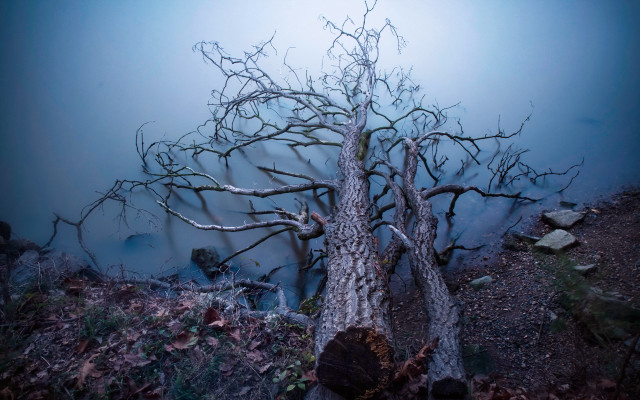 Dead tree lake night starry free wallpaper - medium preview image