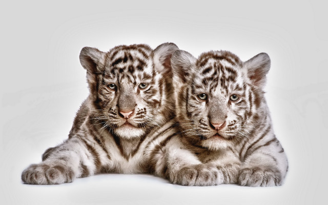 White tiger cubs crossed paws free wallpaper - medium preview image
