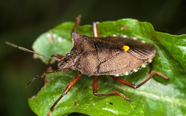 Bug leaf yellow eyes black free wallpaper - medium preview image