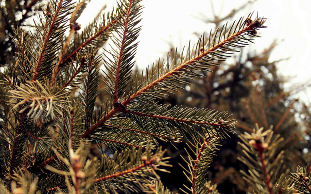 Pine needles branch sky fireworks free wallpaper - medium preview image