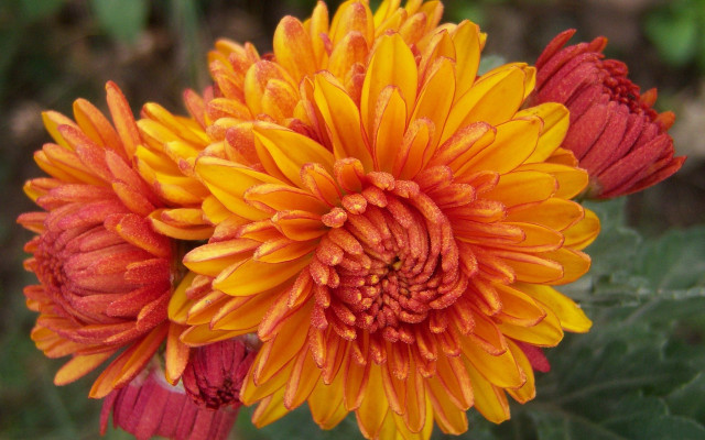 Sunflower orange macro flower bouquet free wallpaper - medium preview image