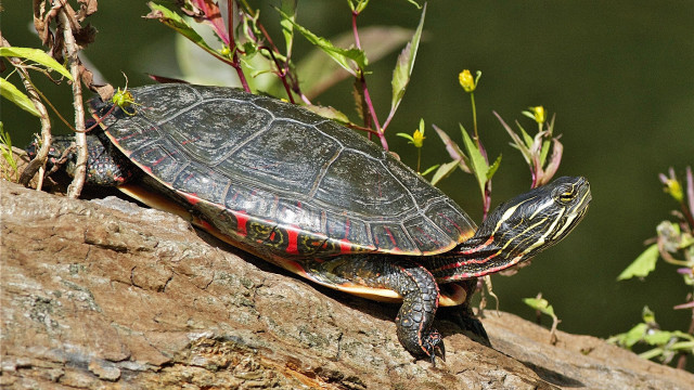 Turtle rock sun plant blurry free wallpaper - medium preview image