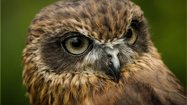 Owl closeup brown white green free wallpaper - medium preview image
