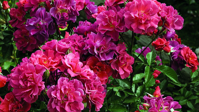 Flower bouquet vase garden roses free wallpaper - medium preview image