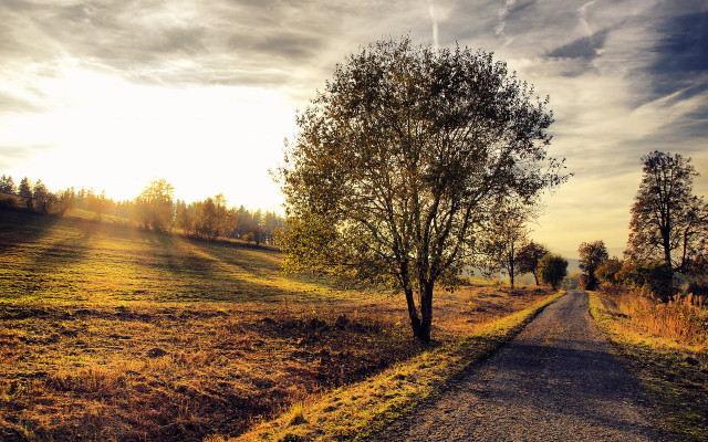 Dirt road tree field autumn free wallpaper - medium preview image
