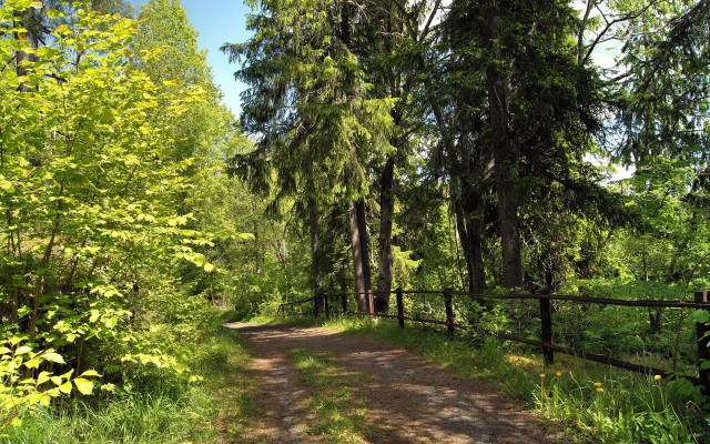 Dirt road forest fence autumn free wallpaper - medium preview image