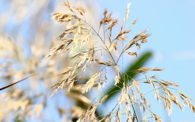 Plant sky blurry background bokeh free wallpaper - medium preview image