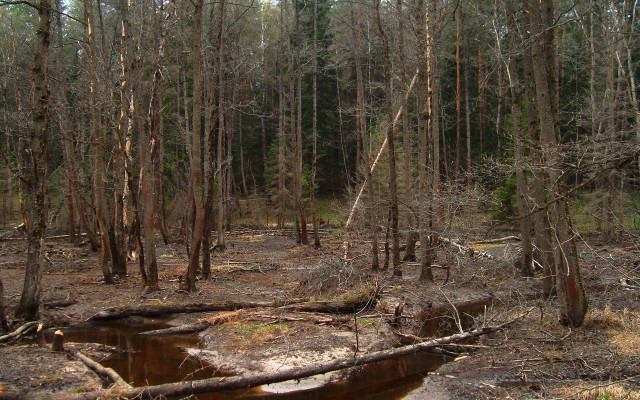 Forest fallen log puddle jigsaw free wallpaper - medium preview image