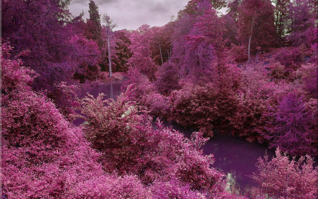 Purple forest river cherry blossoms free wallpaper - medium preview image