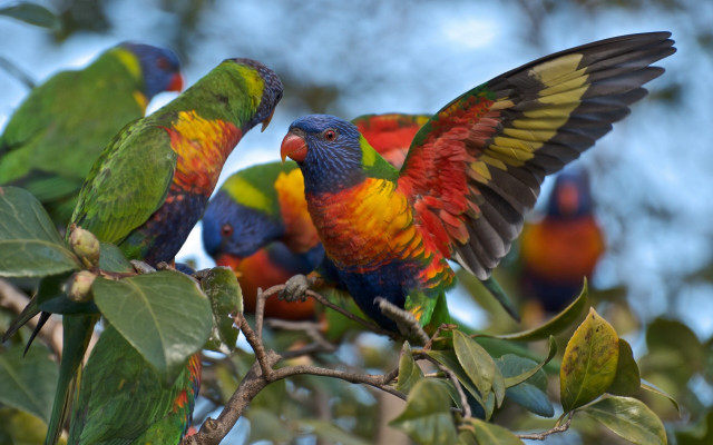 Colorful birds tree branch wings free wallpaper - medium preview image