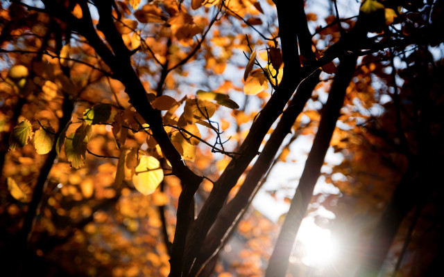 Yellow leaves sunset tree branch free wallpaper - medium preview image