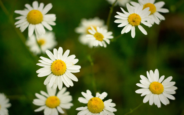 White flowers yellow centers field #3 free wallpaper - medium preview image