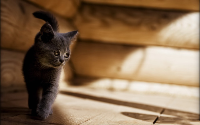 Small kitten wooden floor dark free wallpaper - medium preview image