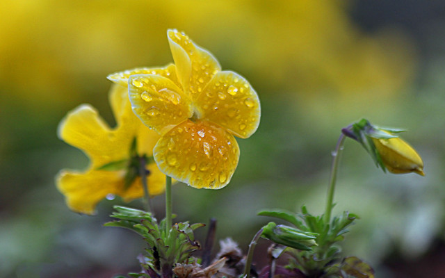 Flower water droplets macro blurry #6 free wallpaper - medium preview image