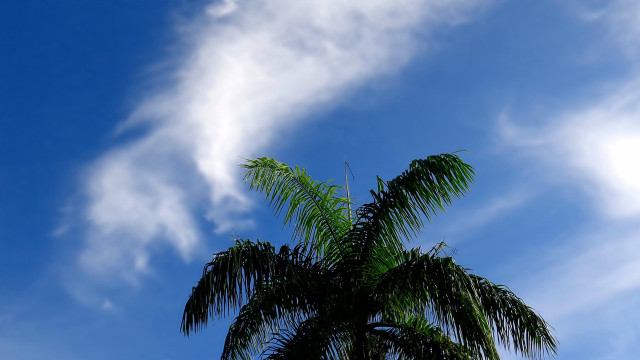 Palm tree blue sky clouds #10 free wallpaper - medium preview image