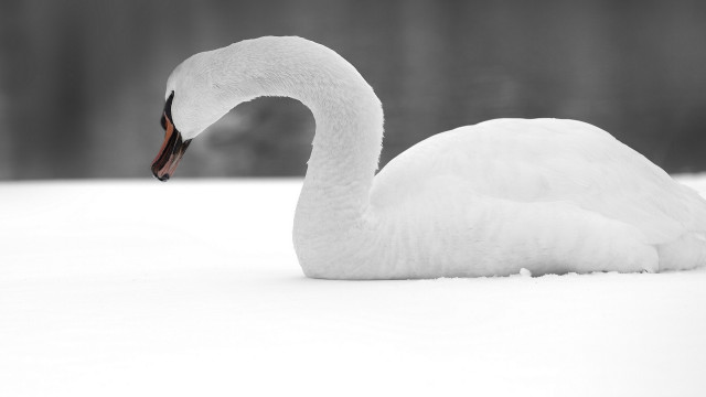 White swan snow black white free wallpaper - medium preview image