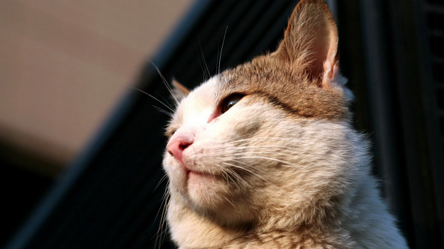 Cat looking up blurry background #10 free wallpaper - medium preview image