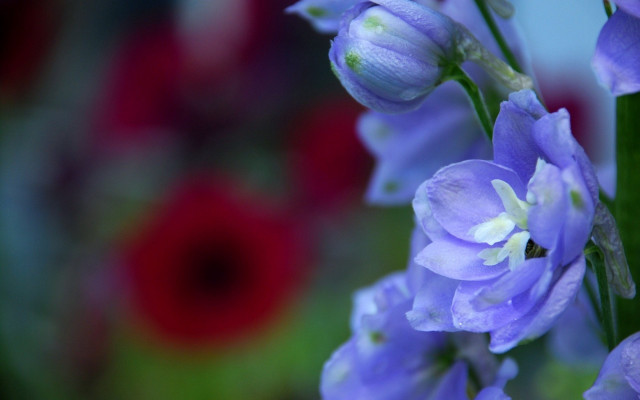 Purple flower red white background free wallpaper - medium preview image