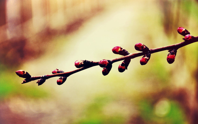 Branch buds forest macro shallow free wallpaper - medium preview image