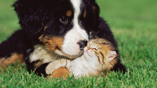 Dog cat laying grass nature free wallpaper - medium preview image