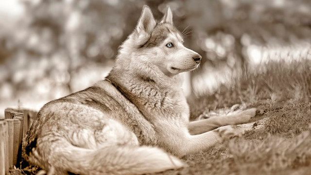 Dog field trees fence blurry free wallpaper for desktop - medium preview image