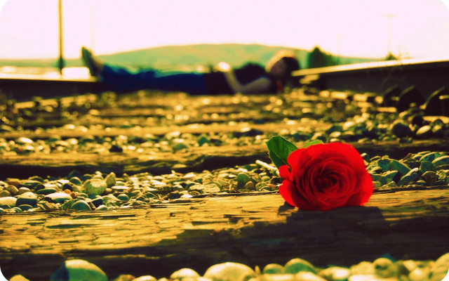 Red rose train track water free wallpaper - medium preview image