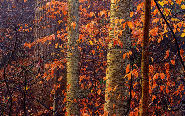 Autumn trees orange leaves red free wallpaper - medium preview image