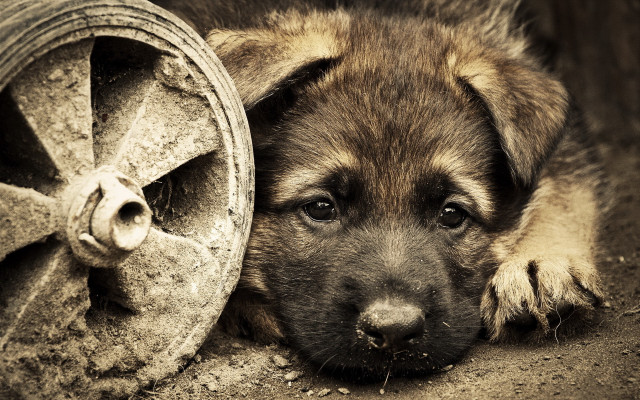 Puppy wheel hose reel resting free wallpaper - medium preview image