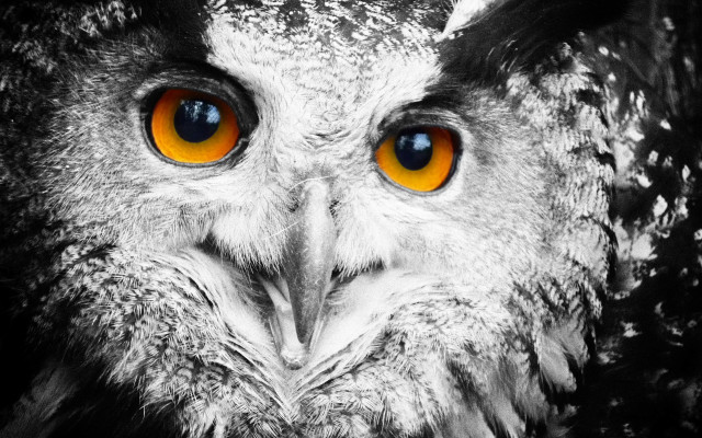 Owl orange eyes black background #2 free wallpaper - medium preview image