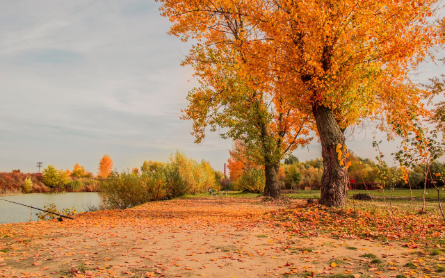 Tree leaves river fishing pole free wallpaper - medium preview image