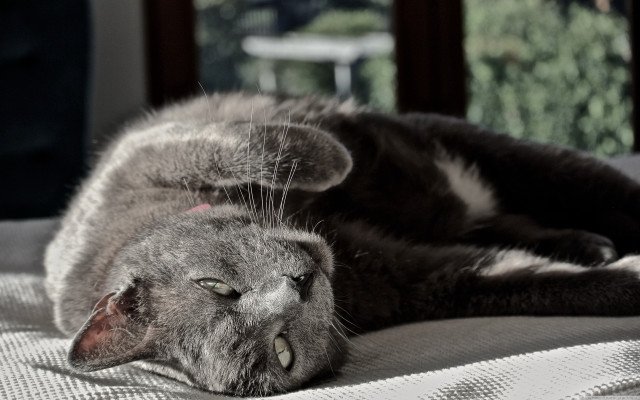 Cat bed lying closed pillow free wallpaper - medium preview image