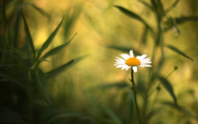 Daisy field blurry macro nature free wallpaper - medium preview image