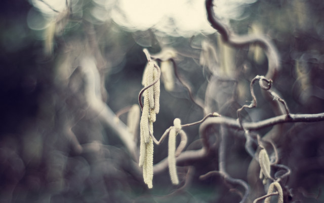 Tree leaves woods blurry shallow free wallpaper - medium preview image