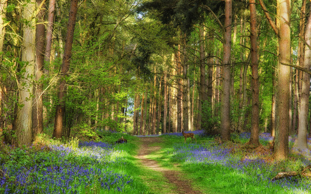 Dirt road forest bluebells trees #2 free wallpaper - medium preview image