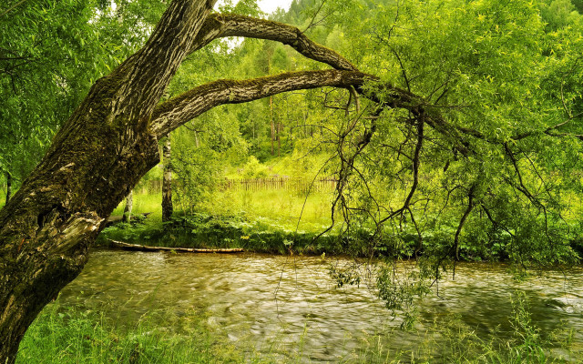 River forest fallen tree dappled free wallpaper - medium preview image