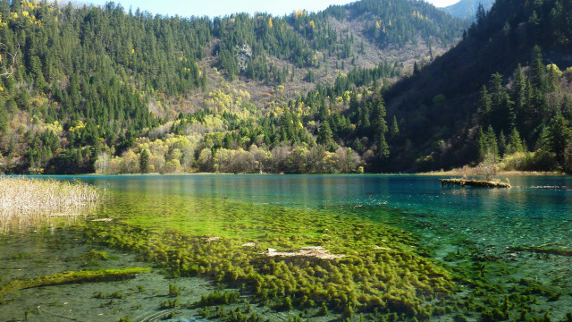 Lake forest mountain ecological art free wallpaper - medium preview image
