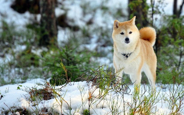 Dog snow forest bokeh autumn free wallpaper - medium preview image